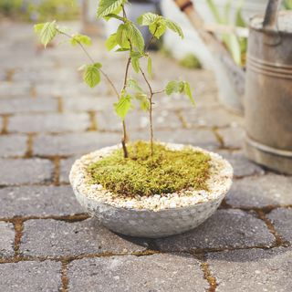 Betonpflanzschale mit Natursteinen