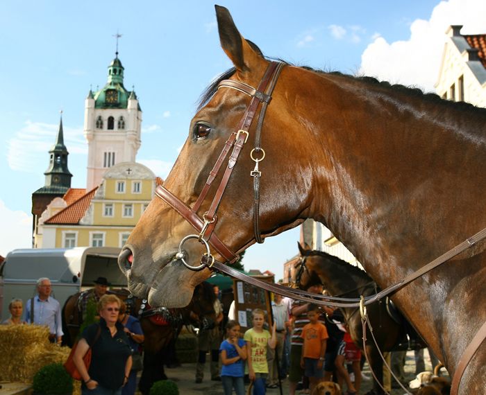 Pferdefans aufgepasst! VBS lädt Groß und Klein zum kostenlosen Workshop in Verden (Aller) ein.  