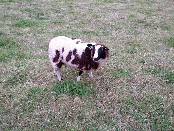 Ein Schaf in Zwolle Zu Besuch in Zwolle 2014