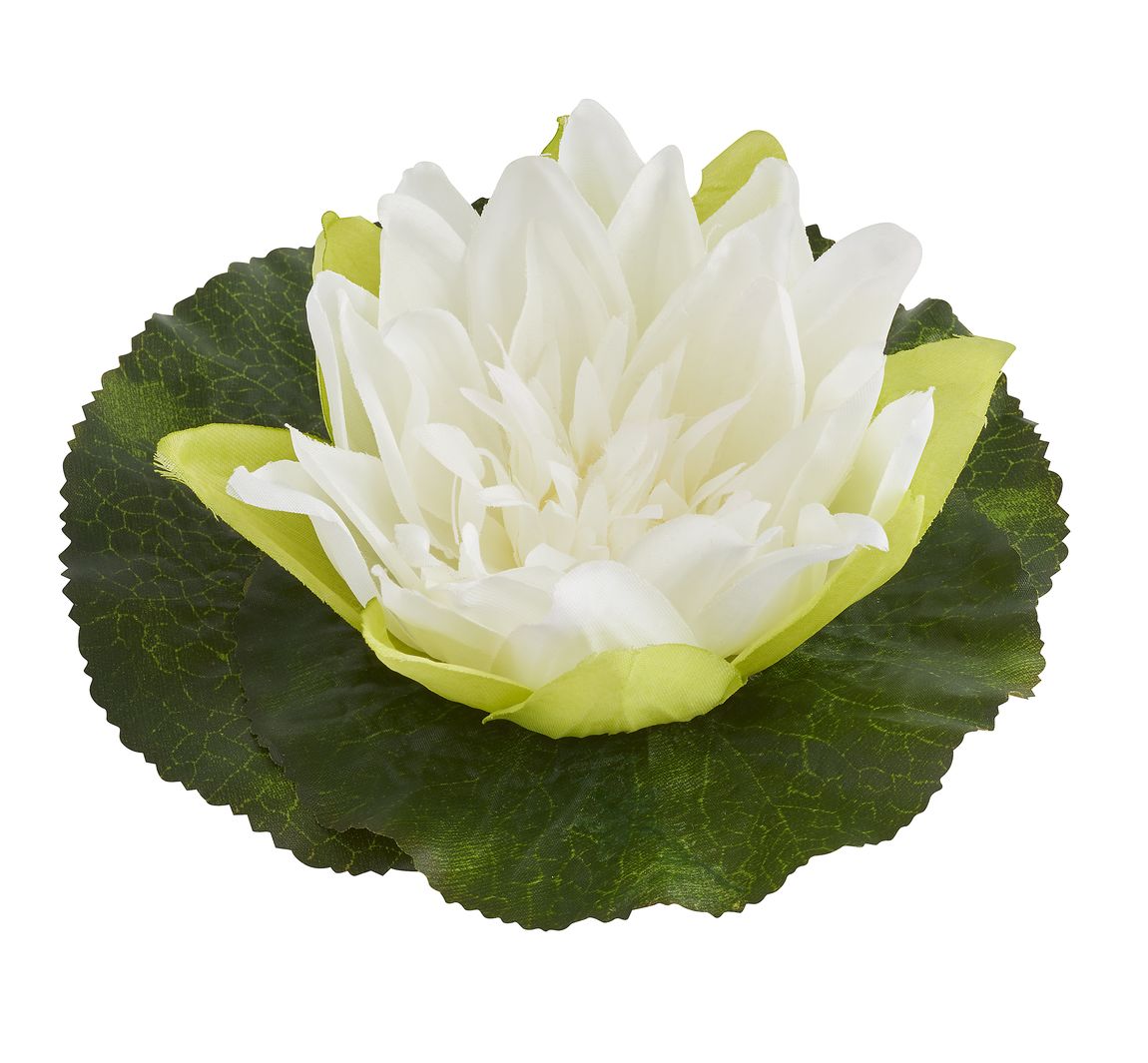 Seerose, schwimmend, ca. Ø 18 cm, Creme