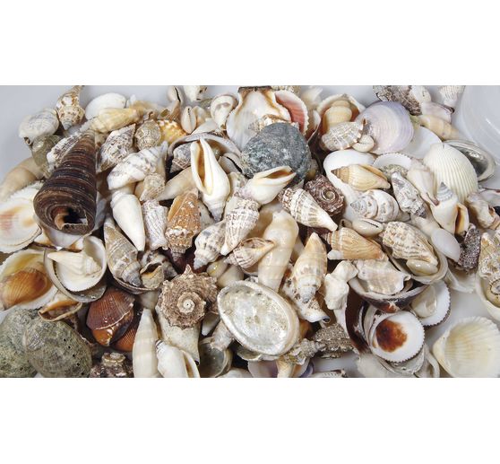 Muscheln Natur Vbs Hobby Bastelshop