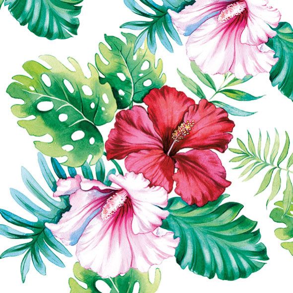 Unsere Beitrage Zum Thema Hibiskus Den Tod Anzeigen