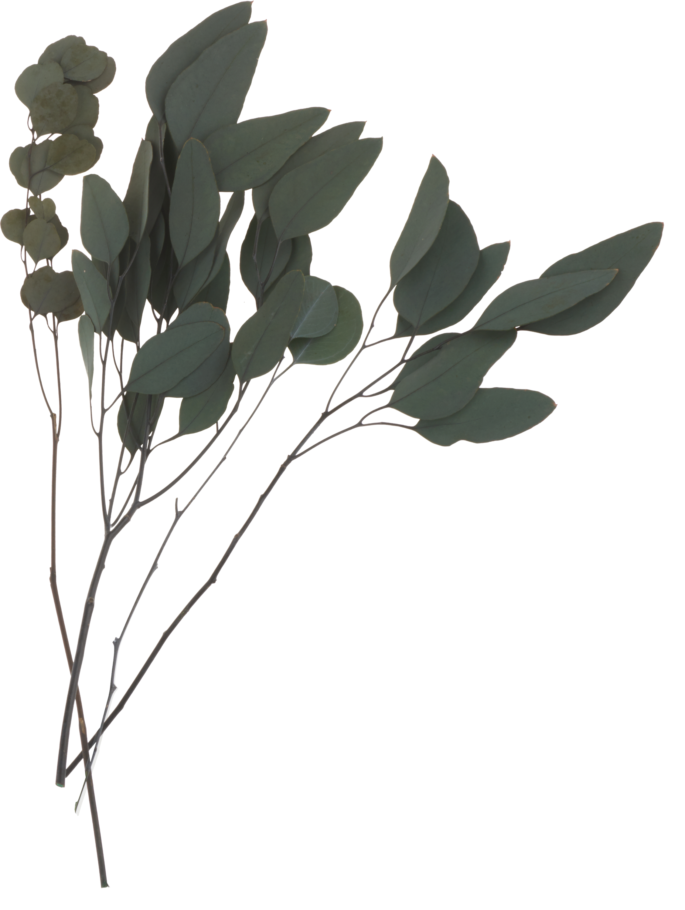 Feuilles d'eucalyptus séchées - VBS Hobby
