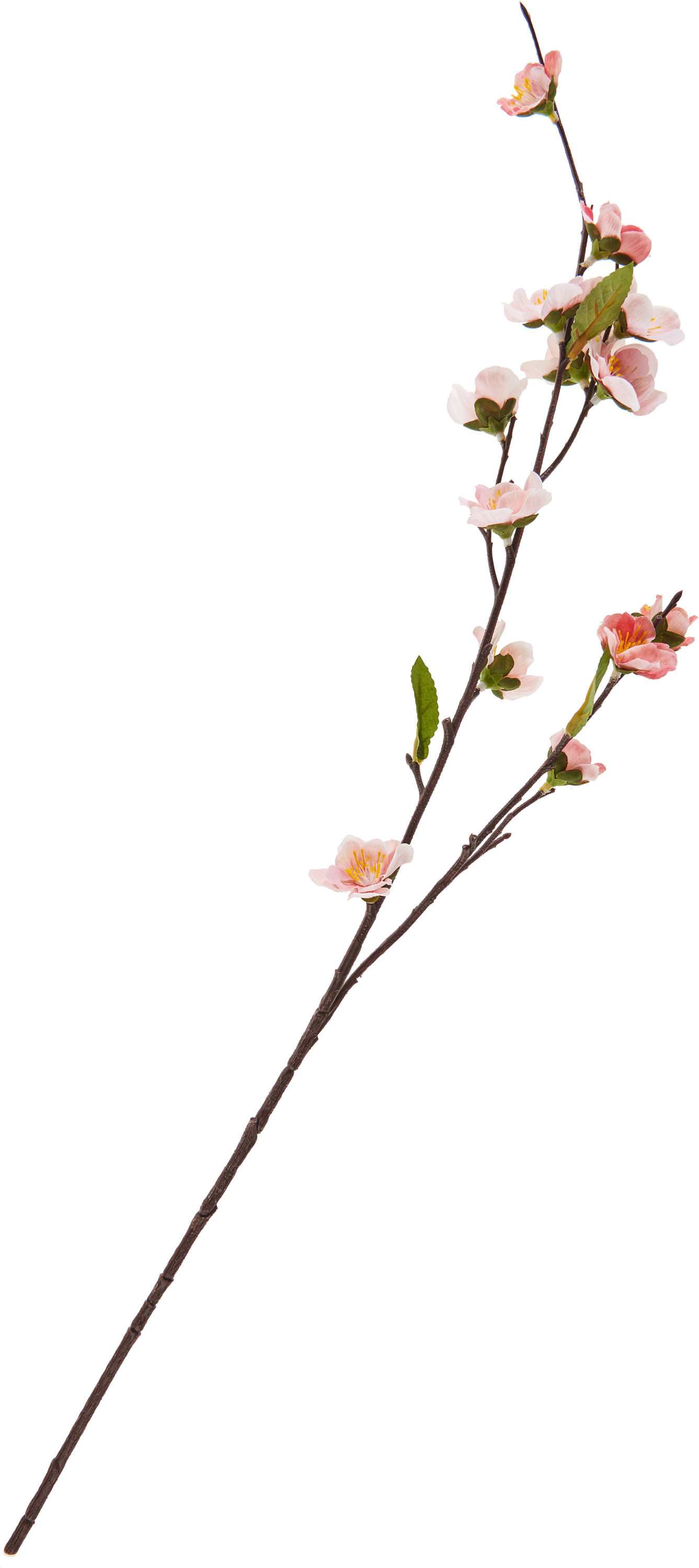 Kirschblüten-Zweig