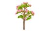 Miniature tree flowering