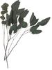 eucalyptus