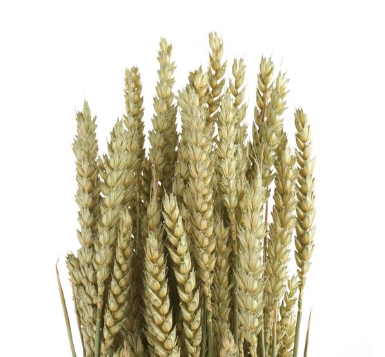 Weizen natur grün