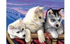 Malen nach Zahlen "Huskies"