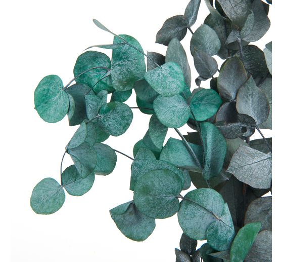 Eukalyptus Cinerea