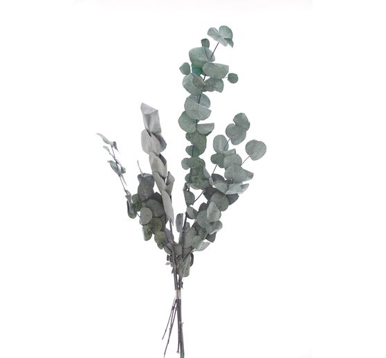 Eukalyptus Cinerea