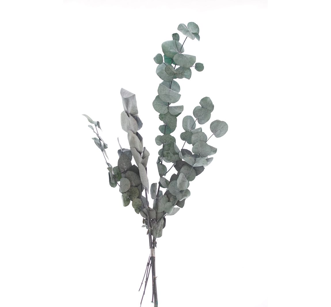 Vbs Eukalyptus Cinerea