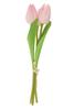 VBS Tulpe "Tammie"