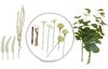 Bastelset "Dekoring Eukalyptus"