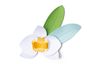 Sizzix Thinlits Stanzschablone "Orchid"