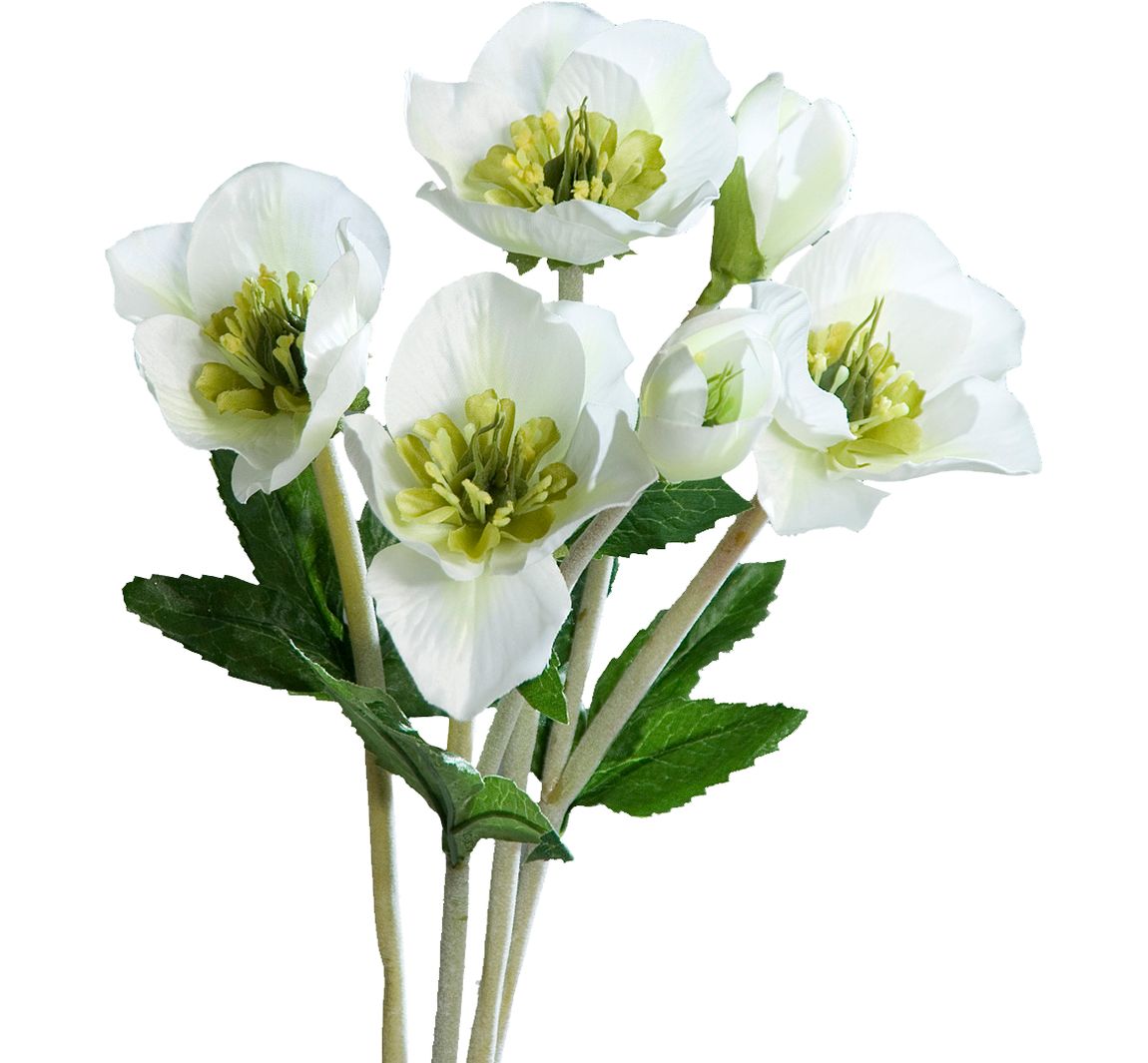 Christrosen Bund Helleborus