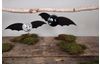 DIY craft kit "Bats"