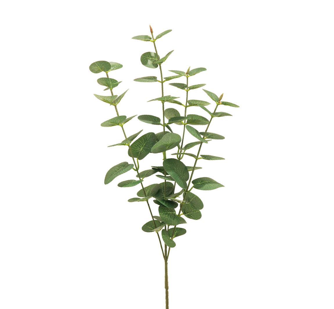 Eukalyptus Zweig Jewel