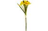 Daffodil single stem