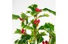 Ilex branch with berries, 40 cm