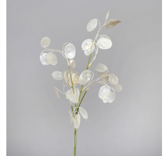 Lunaria Zweig