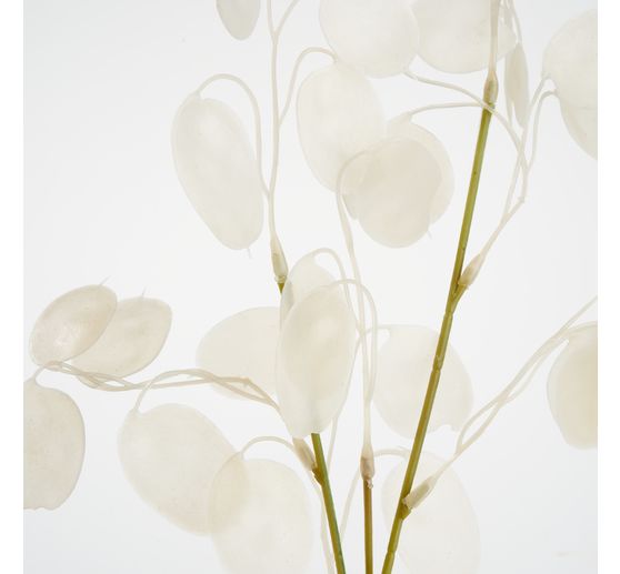 Lunaria Zweig