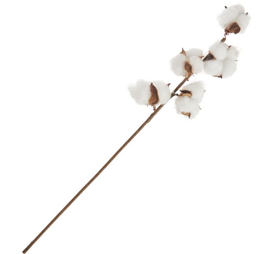 Cotton branch