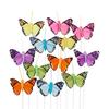 Schmetterling "Brasil"