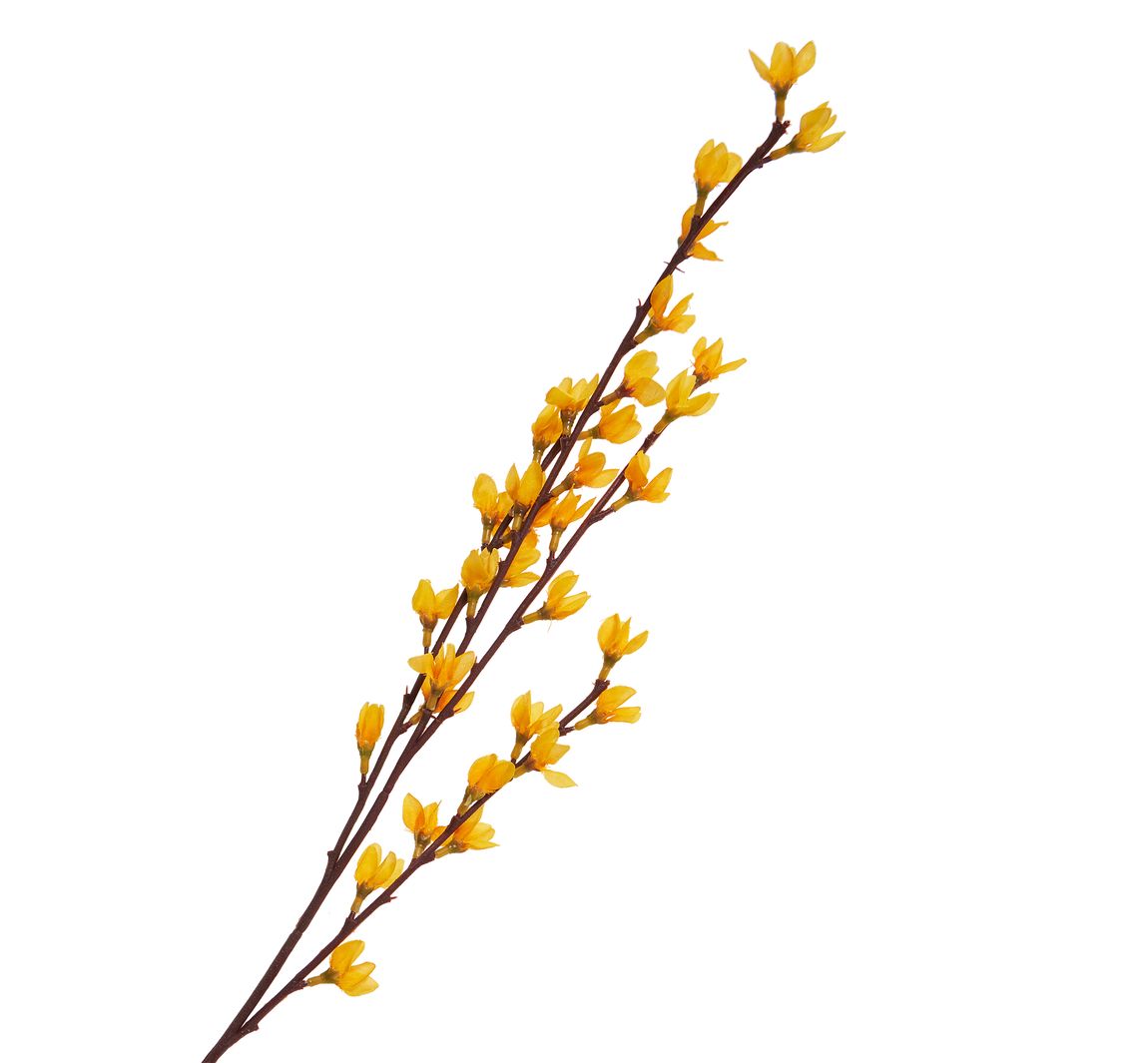 Forsythien-Zweig