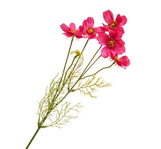 Cosmea Zweig mit 5 Blüten