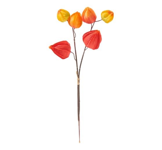 Physalis Zweig, 6 Lampionblüten