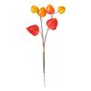 Physalis branch, 6 lantern flowers