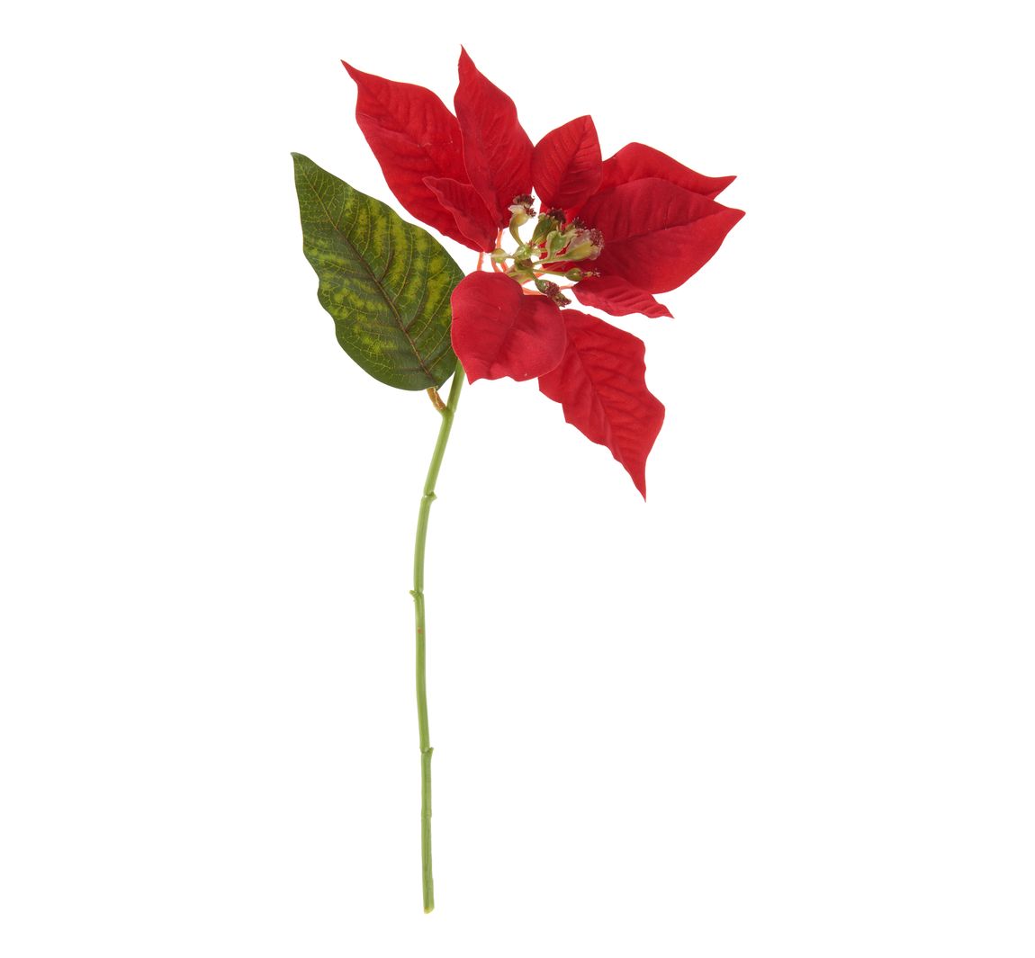 Weihnachtsstern Blüte