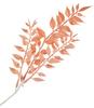 Ruscus-Pick