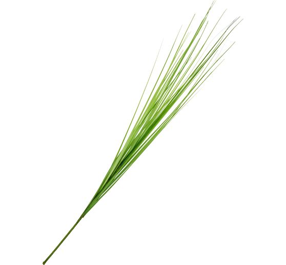 Isolepsis Gras