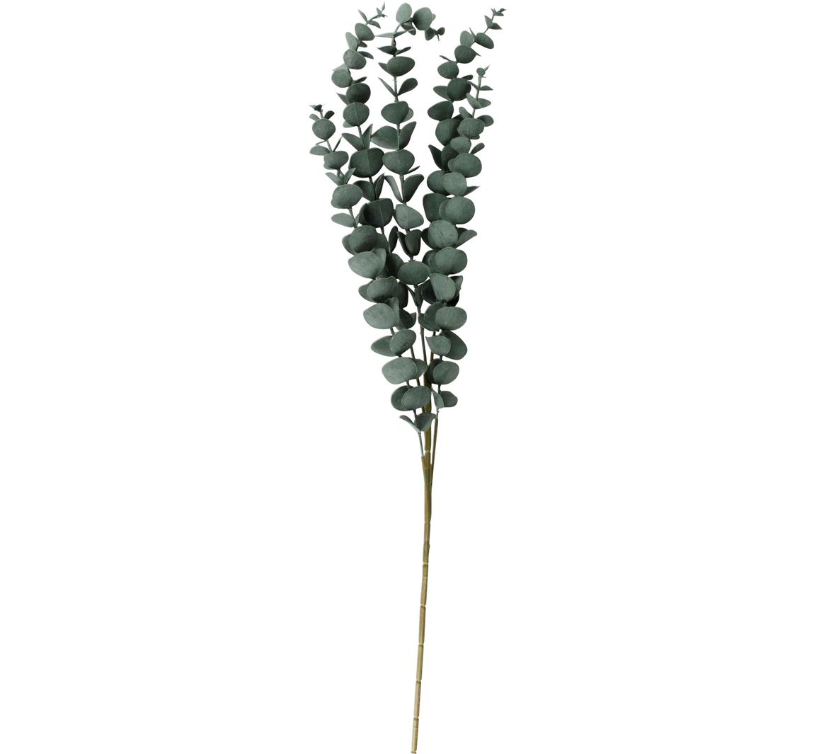 Eukalyptus Zweig "Evergreen"