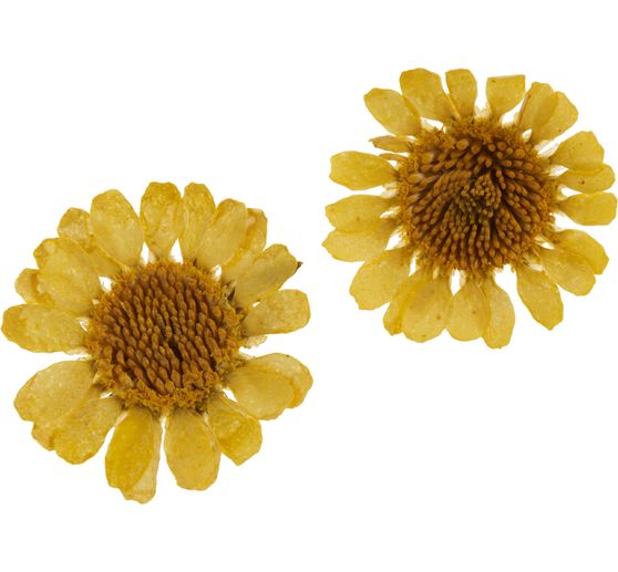 Trockenblumen Sortiment, 9 Tiegel