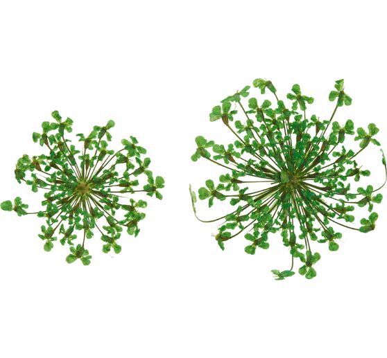 Trockenblumen Sortiment, 9 Tiegel