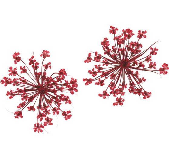 Trockenblumen Sortiment, 9 Tiegel