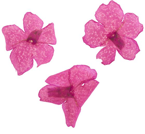 Trockenblumen Sortiment, 9 Tiegel