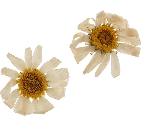 Trockenblumen Sortiment, 9 Tiegel