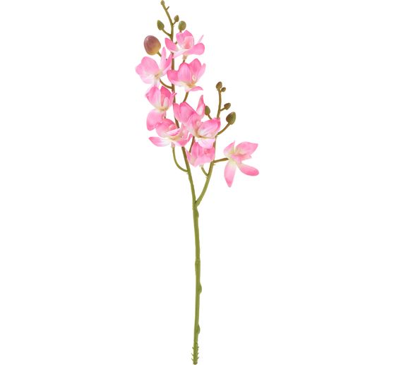 Mini Orchidee Phalaenopsis