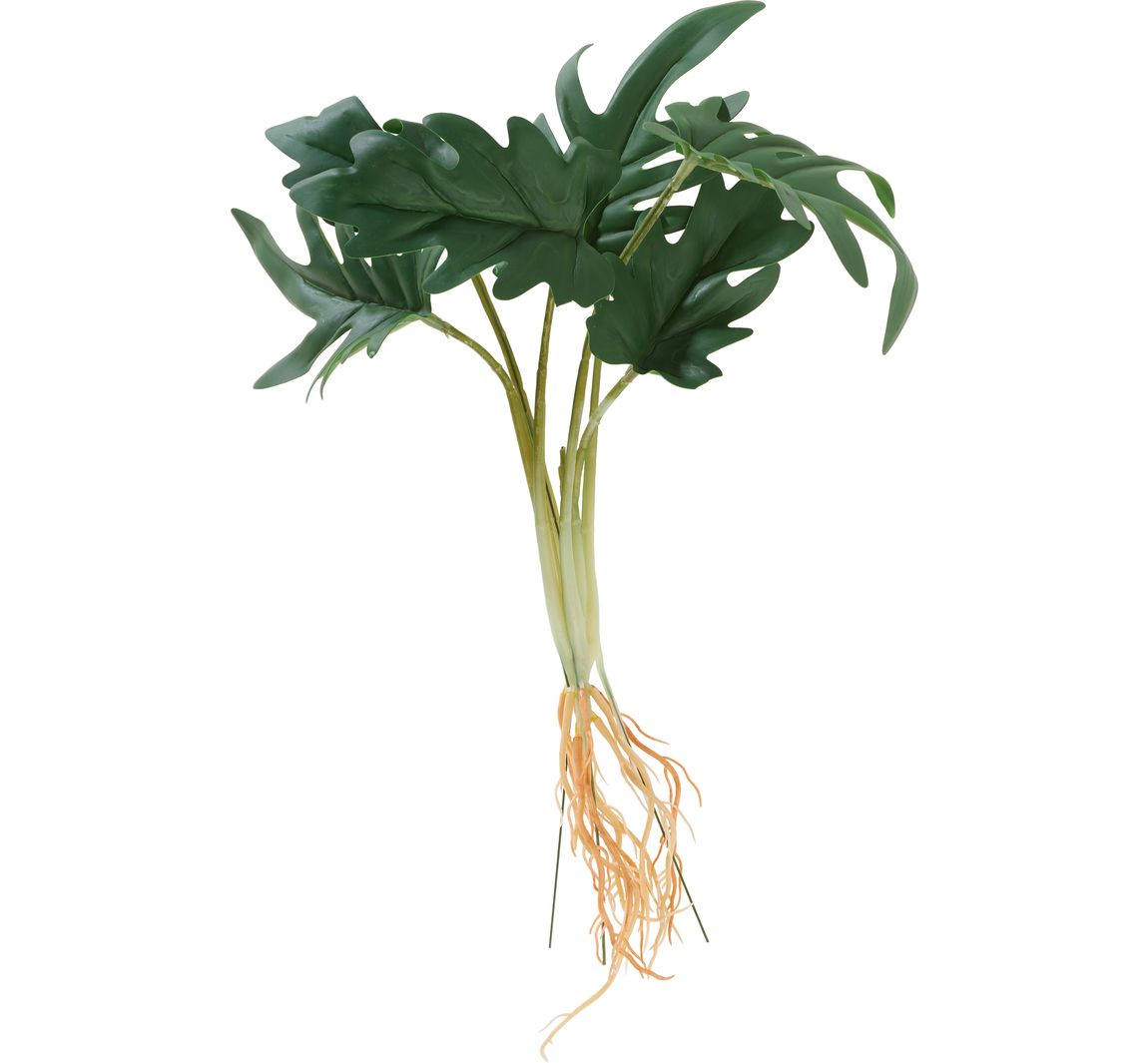 Philodendron-Busch