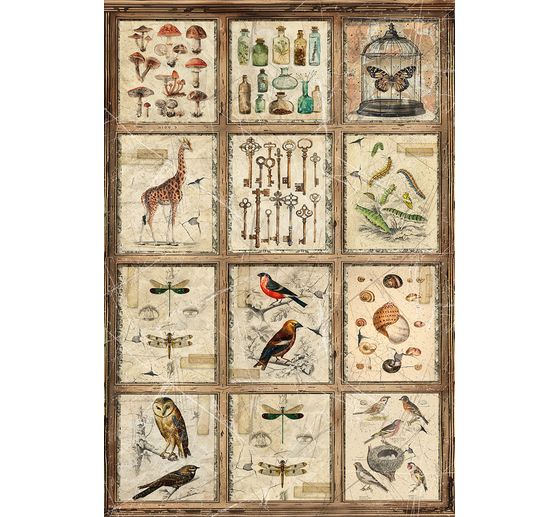 Motiv-Strohseiden-Sortiment "Cabinet of Curiosities", 4er-Set