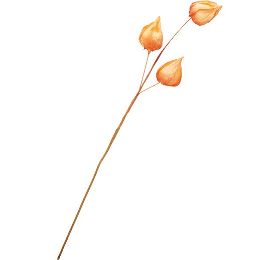 Physalis branch