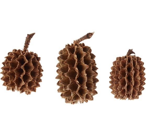 Casuarina cones