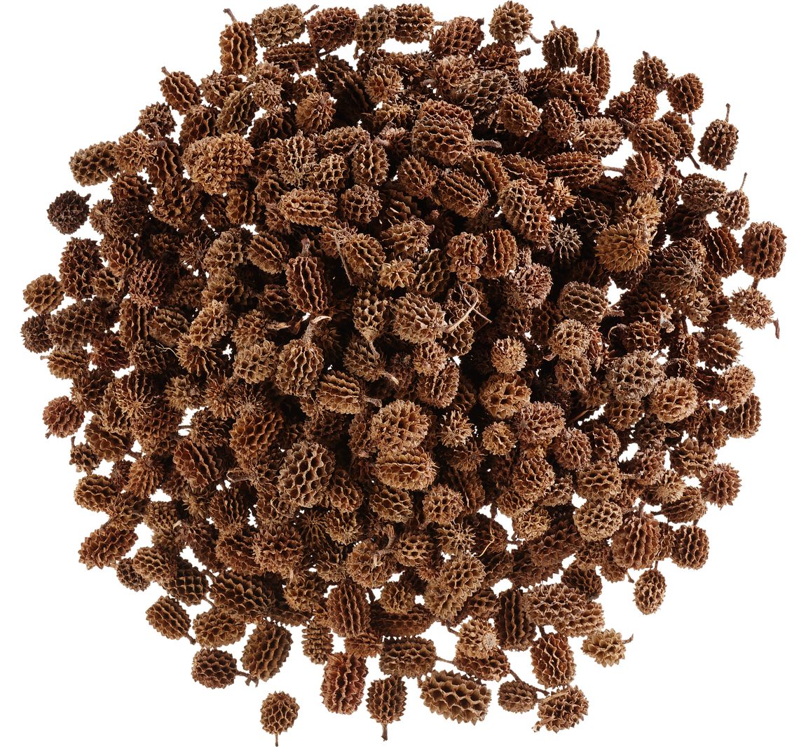 Zapfen Casuarina