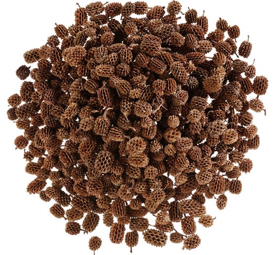 Casuarina cones