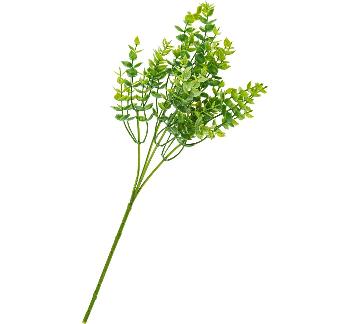 Eukalyptus-Busch, green