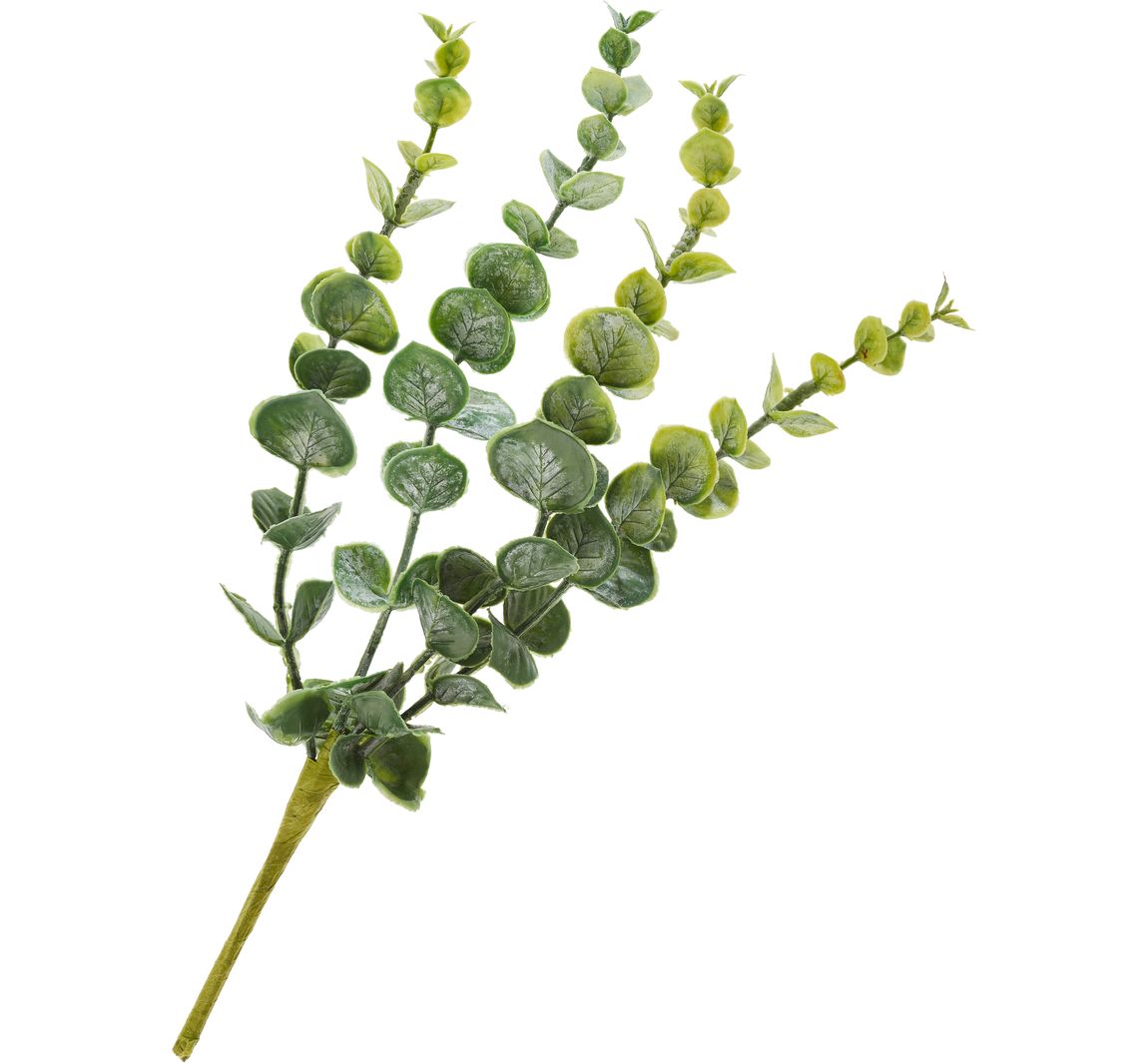 Eukalyptus-Pick "Cynerea"