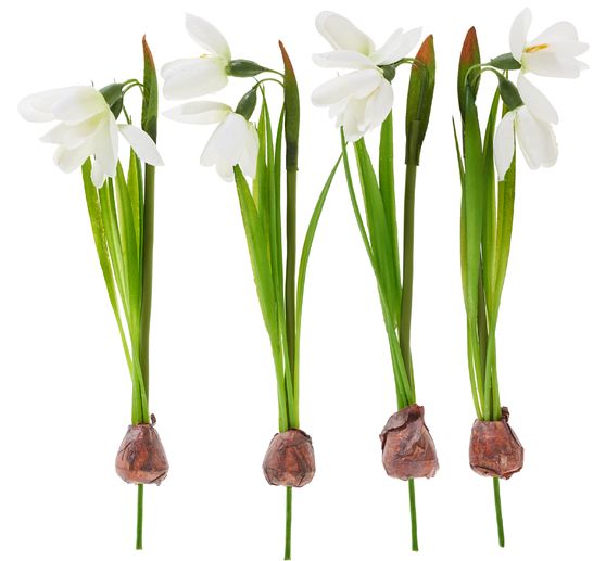 Schneegl&ouml;ckchen mit Zwiebel